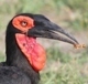 All kinds of different birds at the Kruger National Park